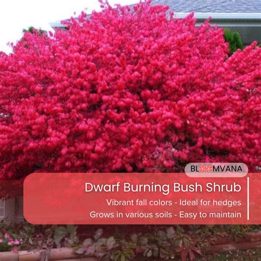 Dwarf Burning Bush Shrub, Hardy Plant (gallon Pot) - Etsy