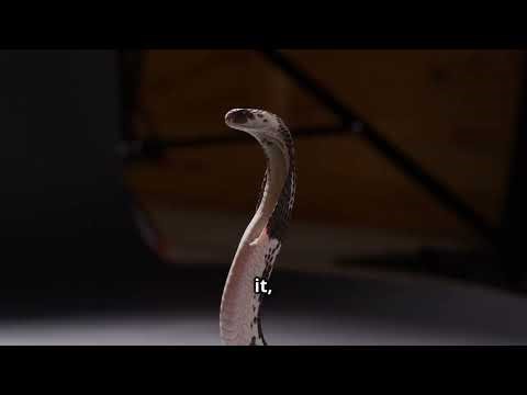 Stop Letting Anger hurt You the Story of The Snake vs The Saw