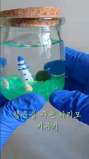 They say it floats when it's happy? Growing Marimo, the lucky companion plant! #HealingVideo #Marimo