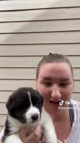 Meet Otis: The Adorable Australian Shepherd German Shepherd Mix Puppy