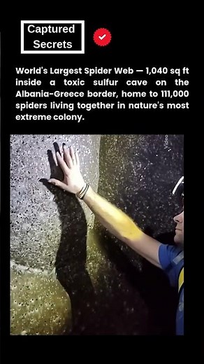 World’s LARGEST recorded spiderweb 🕷️