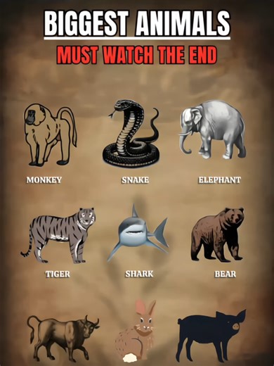 El tigger más grande del mundo