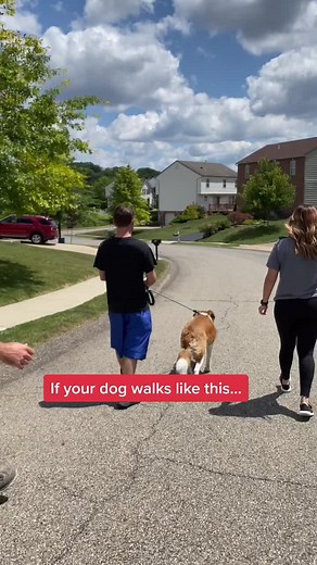 Say It Once Dog Training on TikTok