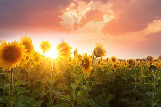 What do Sunflowers Represent? 11 Spiritual Meanings
