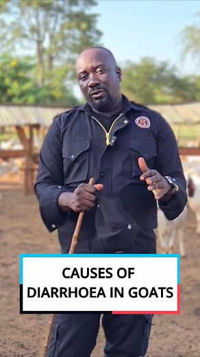 4.4K views · 109 reactions | Causes of Diarrhoea in Goats #goatfarm #goatfarmer | Ham Animals Breeding Farm | Facebook