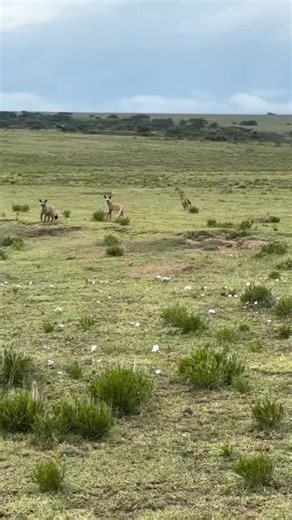 #wildifeanimals #AnimalLife #wildife | animals