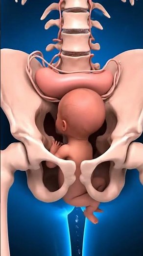 Normal Baby delivery process insideview#process #human #anatomy#foryoupage #delivery