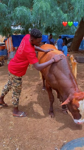 Interacting with a Friendly Cow in a Farm Setting