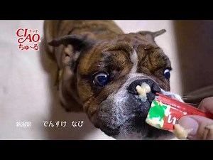 チャオチュールのCM風アプリで遊んでみた【ちゅ～るメーカー】犬用チュール