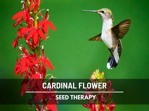 Cardinal Flower Lobelia Seeds – Heirloom Flower, Attracts Hummingbirds, Pollinator Friendly and Vibrant Red Blooms | 250 Seeds - Etsy