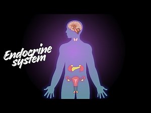 Endocrine System Overview | Glands and hormones