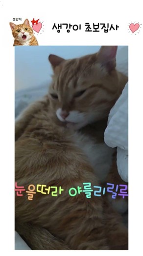 야르 알람송 #cat #귀여워 #고양이 #야르송#알람#챌린지