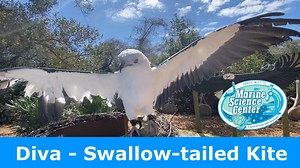 Look up above! Swallow-tailed kites are migrating to our state and can be seen soaring high above doing stunning aerial acrobatics. They migrate to Florida to breed in February-March and leave starting in August. Our tall trees are critical habitat for their nesting. You can identify a swallow-tailed kite by their long, forked tail feathers. In the video below, our permanent resident Diva is showing off their wingspan in the sun. Watch to learn more about Swallow-tailed kites with our Bird Hospi