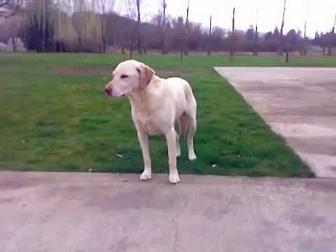 Pets High on Drugs After The Vet