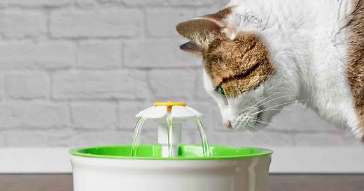 Should You Get a Cat Water Fountain?