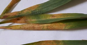 Wheat School: Should you spray for rust?