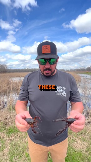 165K views · 2.1K reactions | Y’all want more Crawfish Facts?! 咽#crawfishfacts #crawfish #louisiana #cajun #culture #animalfacts | Louisiana Crawfish Company | Facebook