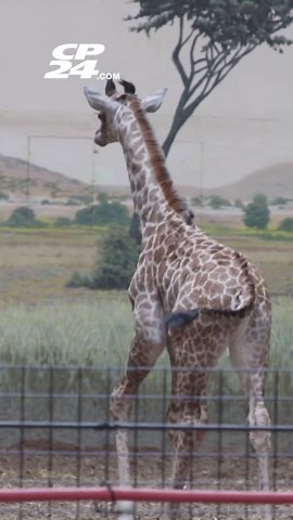 Help Name Toronto Zoo's New Baby Giraffe