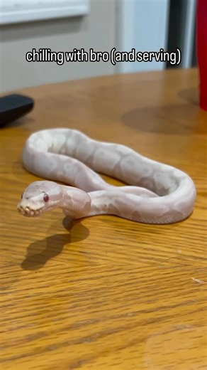 My Ball Python is SERVING😂🐍🫶