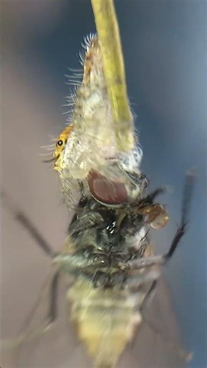 tiny jumping spider is hunting fly