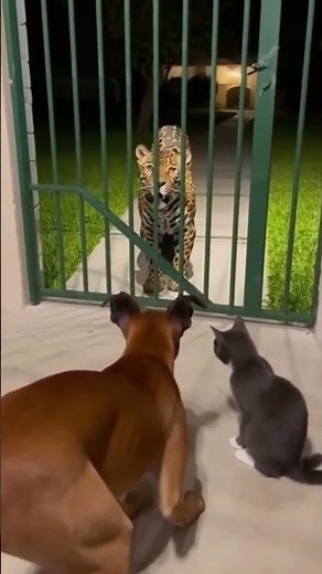 Dog vs Tiger ! #animalfacts #animals