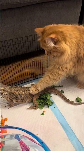Cat Gently Pets Lizard for First Time - 1529950