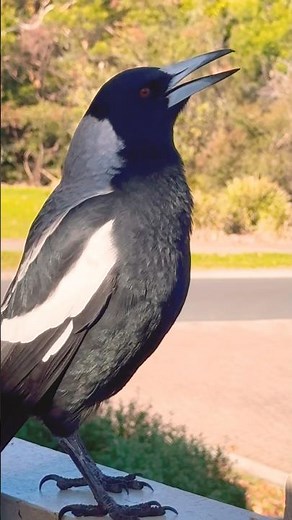 Magpie Mum is the REAL BOSS Bird! #magpie #BirdSounds #australia