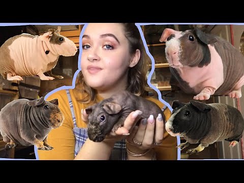 HOW TO CARE FOR SKINNY PIGS (HAIRLESS GUINEA PIGS)