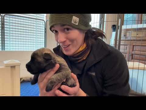 Cairn Terrier Puppies | 3 weeks old | Health Testing Recommendations