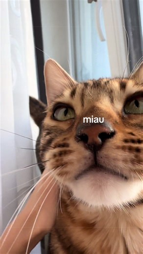 Bengal Cats and Their Unique Sounds