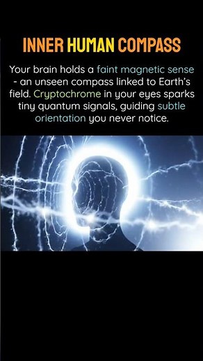 Your Brain’s Hidden Magnetic Compass