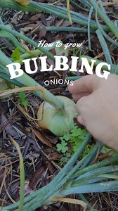 How to plant bulbing onions in the south! . In southern regions like Texas, we grow short day onion varieties. But what does this MEAN? It means that we need the onion to start making it's bulbs before our extreme heat sets in and forces it to bolt, producing a flower and seeds, instead of putting energy into nice big bulbs! So a short day onion variety will be triggered to start bulbing once we hit a certain amount of daylight hours. For short day varieties that can be between 10-12 hrs a day. 