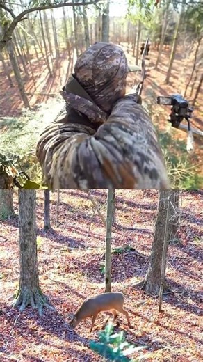Unbelievable Deer Bow Shot |PerfectArchery Moment #deerhunting #bowhunting#archeryshot#deer