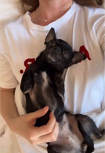 Amour chihuahua: affectionate small dog moments