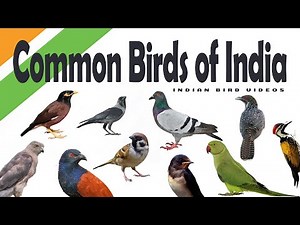 Common Birds of India - Learning for kids ( HD Quality)