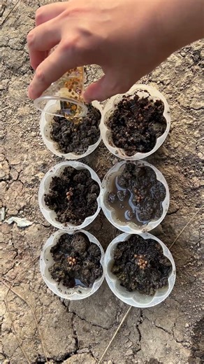 Planting Coriander Seeds in Recycled Pots