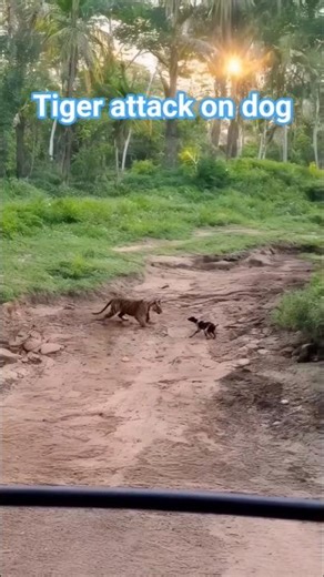 Tiger attack on dog #shorts #animals #tiger #dog