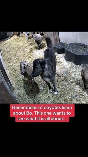 A coyote at the fenceline gets the LGD into a tense fenceline moment..