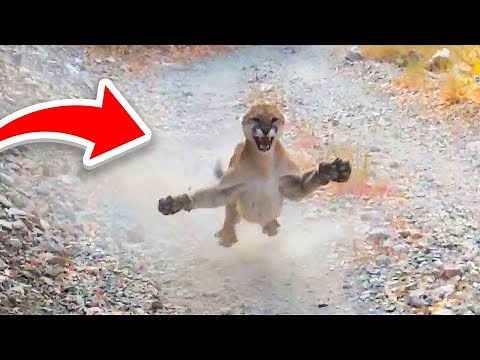 The 15 US States That Have Mountain Lions