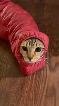 POV: Life with a Cat 😂