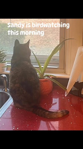 #tortishellcat@highlight@followers | Tammy Smith Parker