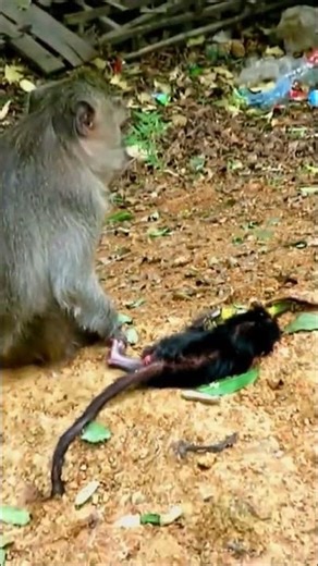 Tiny Baby Moving Gently 🐾💞 Must Watch