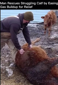 Animals, like cattle, might suffer from dangerous bloating due to gas in their stomachs. Veterinarians use a procedure called tubing' or tapping. They insert a tube or needle into the animal's stomach to release the gas and save it from serious harm.