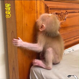 27K views · 461 reactions | How Nasty!! Poor Bb Monkey Poop And Run Around On Bed | Edgie Nick Connors | Facebook