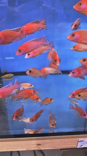 Aulonocara fire fish Aquahaus-gaus.de - das Cichlidenparadies Link zum Shop https://aquahaus-gaus.de/p/aulonocara-fire-fish-10-12cm #aulonocara #firefish #redfire #buntbarsche | Aquahaus Gaus