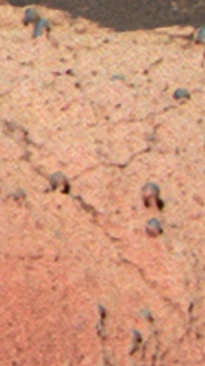 269K views · 1.3K reactions | This strange mushroom-shaped object was spotted on the surface of Mars. Is it really a mushroom, a sign of past life, or just an unusual rock formation shaped by wind and dust storms over millions of years? Mars continues to surprise us with its mysterious shapes and formations. #space #SpaceX #NASA #fblifestyle | Space Journey | Facebook
