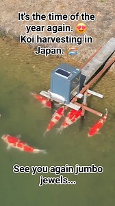 187K views · 2.1K reactions | Soon it's time of the year again. Japanese Koi harvesting in the mud ponds of Japan!  Video credit to The Koi Partner. #japanesekoi #japanesekoifish #nishikigoi #koi #koifish #koifishpond #KoiFishLover #japanesekoipond #jumbokoi #pond #fish #fishpond #koilovers #nishikigoi #nishikigoijapan #relaxation #peaceful #peacefulness #japan #azukari #ikeage #japanese #japanesefood | AK Nishikigoi | Facebook