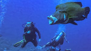 255K views · 9.6K reactions | 辰 Napoleon fish yawning  Today at Elphinstone ➡ Guided by: On Dyne | Red Sea Diving Safari | Facebook