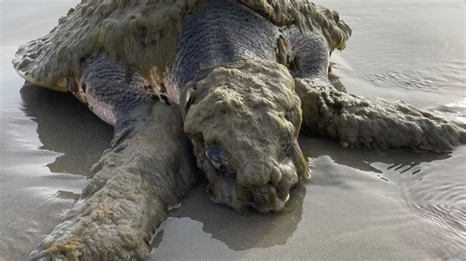 Endangered sea turtle recovering after being stranded on Texas beach
