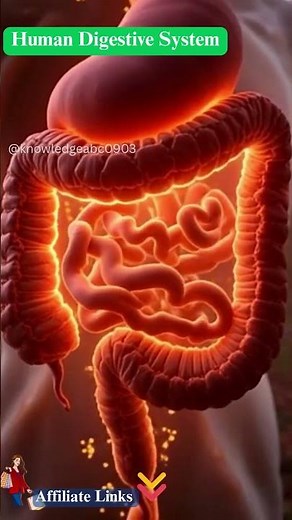 Human Digestive System #digestiveprocess #humanbody